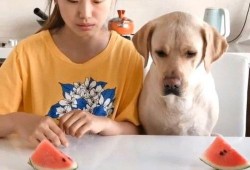 吃瓜比赛视频素材高清,高清还原吃瓜比赛精彩瞬间