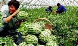 缅北爆料吃瓜在线观看,吃瓜在线观看，带你走进神秘事件背后